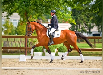 Hanoverian, Mare, 4 years, 16 hh, Brown