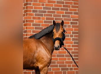 Hanoverian, Mare, 4 years, 16 hh, Brown
