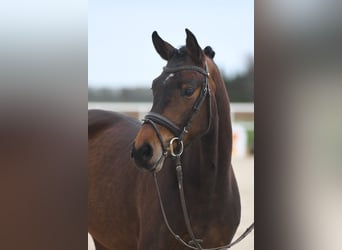 Hanoverian, Mare, 4 years, 16 hh, Brown