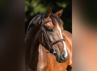 Hannoveraner, Stute, 4 Jahre, 16 hh, Brauner