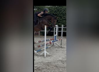 Hanoverian, Mare, 4 years, 16 hh, Brown