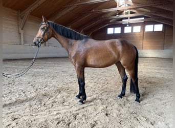 Hanoverian, Mare, 4 years, 16 hh, Brown