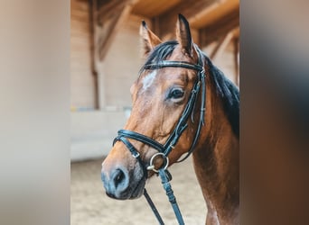 Hanoverian, Mare, 4 years, 16 hh, Brown