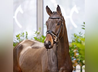 Hanoverian, Mare, 4 years, 16 hh, Brown