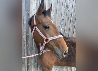 Hanoverian, Mare, 4 years, 16 hh, Brown