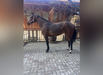 Hanoverian, Mare, 4 years, 16 hh, Brown