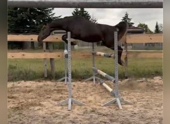 Hanoverian, Mare, 4 years, 16 hh, Can be white