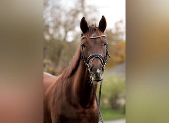 Hanoverian, Mare, 4 years, 16 hh, Chestnut