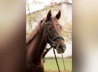 Hanoverian, Mare, 4 years, 16 hh, Chestnut