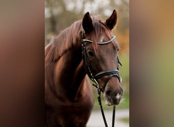 Hanoverian, Mare, 4 years, 16 hh, Chestnut