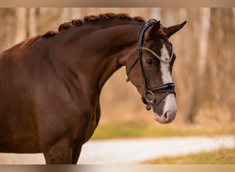 Hanoverian, Mare, 4 years, 16 hh, Chestnut