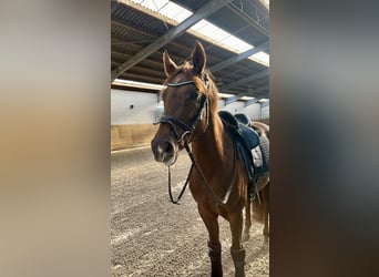 Hanoverian, Mare, 4 years, 16 hh, Chestnut