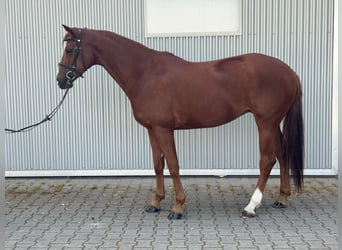 Hanoverian, Mare, 4 years, 16 hh, Chestnut