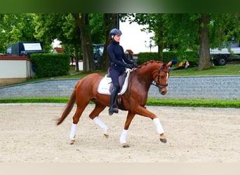 Hanoverian, Mare, 4 years, 16 hh, Chestnut