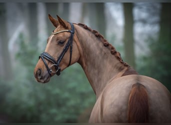 Hanoverian, Mare, 4 years, 16 hh, Chestnut-Red