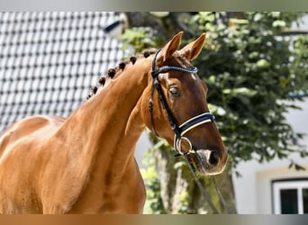 Hanoverian, Mare, 4 years, 16 hh, Chestnut-Red