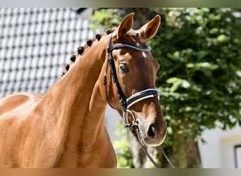 Hanoverian, Mare, 4 years, 16 hh, Chestnut-Red