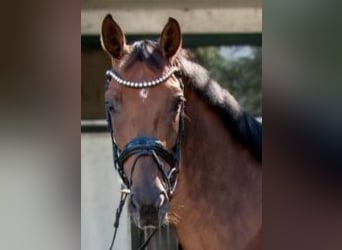 Hanoverian, Mare, 4 years, 16 hh, Chestnut-Red