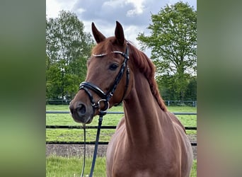 Hanoverian, Mare, 4 years, 16 hh, Chestnut-Red