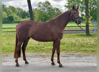 Hanoverian, Mare, 4 years, 16 hh, Chestnut-Red