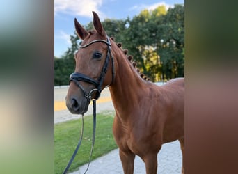 Hanoverian, Mare, 4 years, 16 hh, Chestnut-Red