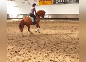 Hannoveraner, Stute, 4 Jahre, 16 hh, Fuchs