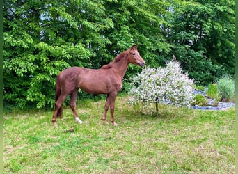 Hanoverian, Mare, 4 years, 16 hh, Chestnut-Red