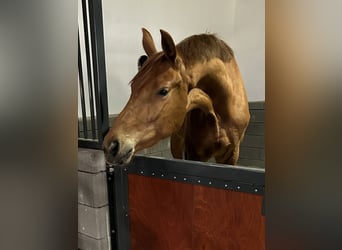 Hanoverian, Mare, 4 years, 16 hh, Chestnut-Red