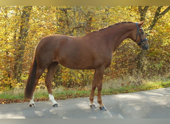 Hanoverian, Mare, 4 years, 16 hh, Chestnut-Red