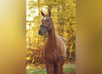 Hanoverian, Mare, 4 years, 16 hh, Chestnut-Red