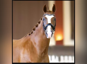 Hanoverian, Mare, 4 years, 16 hh, Chestnut-Red