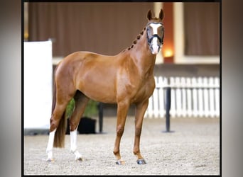 Hanoverian, Mare, 4 years, 16 hh, Chestnut-Red