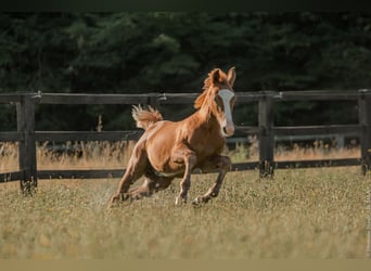 Hanoverian, Mare, 4 years, 16 hh, Chestnut-Red