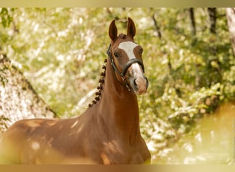 Hanoverian, Mare, 4 years, 16 hh, Chestnut-Red