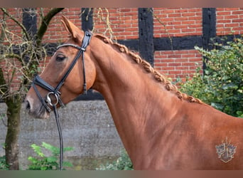 Hanoverian, Mare, 4 years, 16 hh, Chestnut-Red