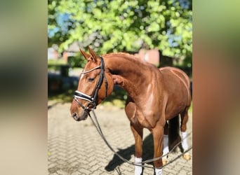 Hanoverian, Mare, 4 years, 16 hh, Chestnut-Red