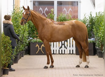 Hanoverian, Mare, 4 years, 16 hh, Chestnut-Red