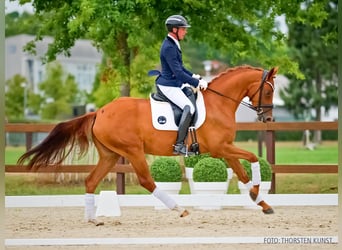Hanoverian, Mare, 4 years, 16 hh, Chestnut-Red