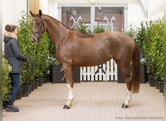 Hanoverian, Mare, 4 years, 16 hh, Chestnut-Red