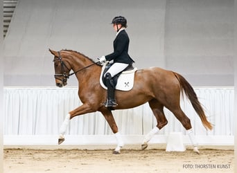 Hanoverian, Mare, 4 years, 16 hh, Chestnut-Red