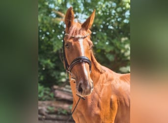 Hanoverian, Mare, 4 years, 16 hh, Chestnut-Red