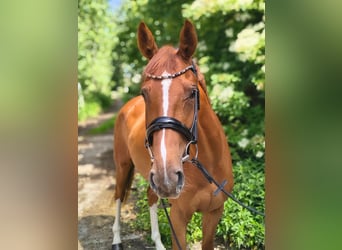Hanoverian, Mare, 4 years, 16 hh, Chestnut-Red