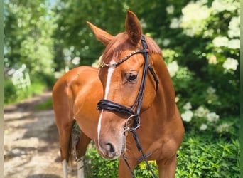 Hanoverian, Mare, 4 years, 16 hh, Chestnut-Red