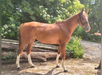 Hanoverian, Mare, 4 years, 16 hh, Chestnut-Red