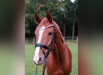 Hanoverian, Mare, 4 years, 16 hh, Chestnut-Red