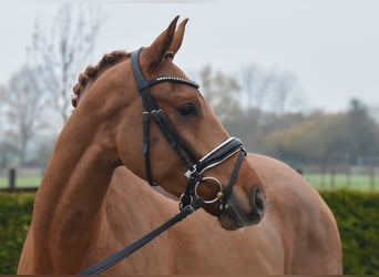Hanoverian, Mare, 4 years, 16 hh, Chestnut-Red