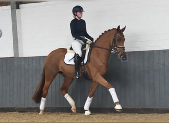 Hanoverian, Mare, 4 years, 16 hh, Chestnut-Red