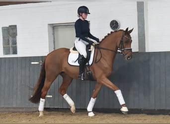 Hanoverian, Mare, 4 years, 16 hh, Chestnut-Red