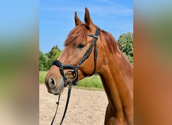 Hanoverian, Mare, 4 years, 16 hh, Chestnut-Red