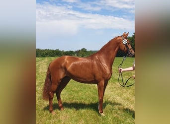 Hanoverian, Mare, 4 years, 16 hh, Chestnut-Red